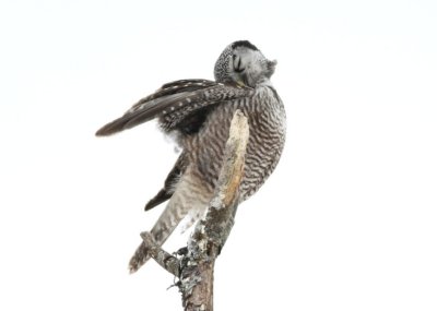 northern_hawk_owl__preening