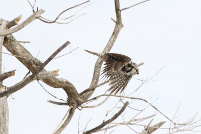 Northern hawk owl in flight