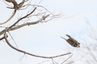 Northern hawk owl in flight