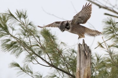 Northern hawk owl in flight