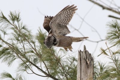 Northern hawk owl in flight
