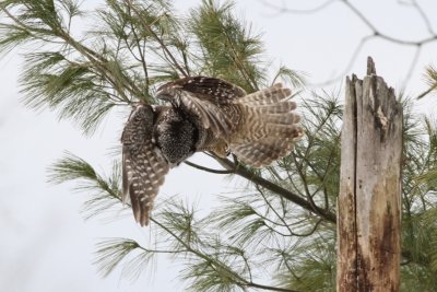Northern hawk owl in flight