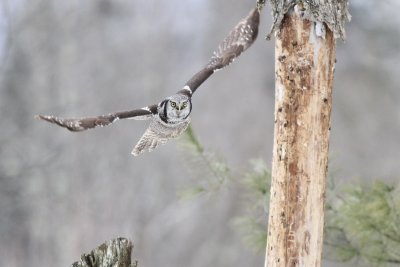 Northern hawk owl in flight