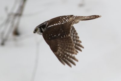 northern_hawk_owl_in_flight