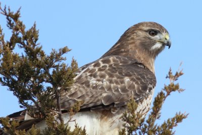 Red tail hawk