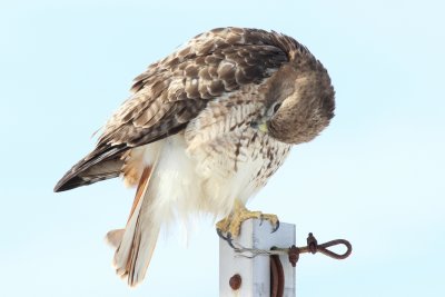 Red tail hawk