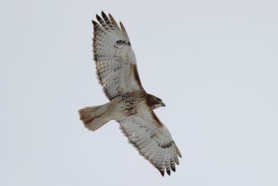 Red tail hawk