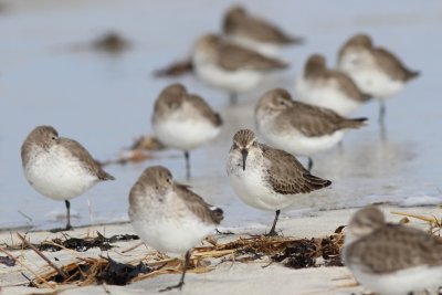 Sanderlings and dunlins