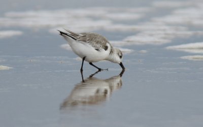 dunlin