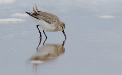 Sanderlings and dunlins