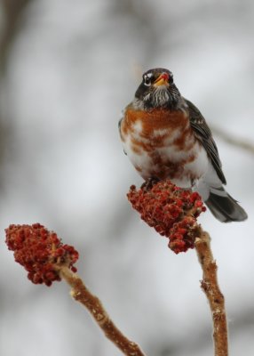 Leucistic American robin