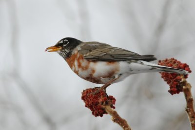 Leucistic American robin