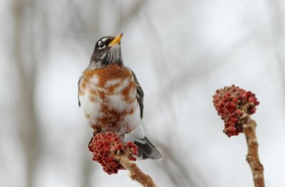 Leucistic American robin