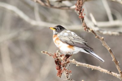 Leucistic American robin