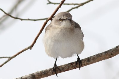 northern_mockingbird