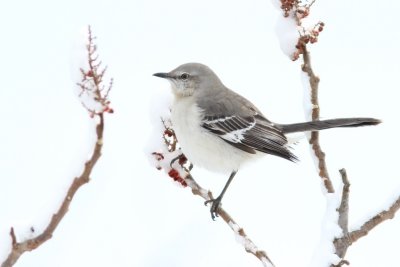 Northern mockingbird