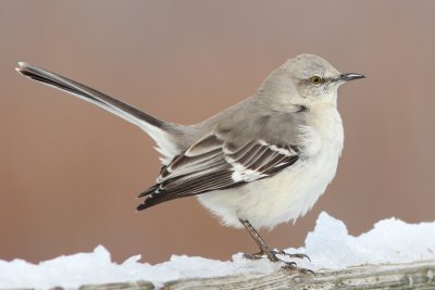 Northern mockingbird
