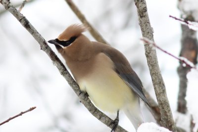 Cedar waxwing