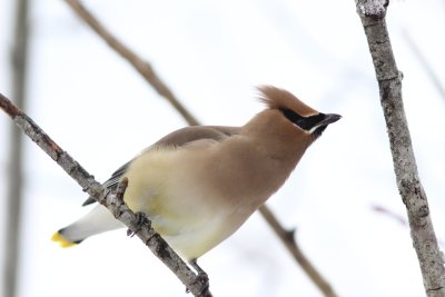 Cedar waxwing