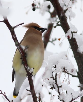 Cedar waxwing