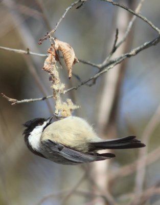 chickadees