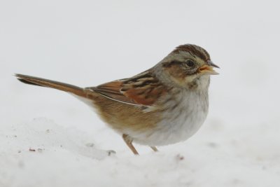 yard_birds