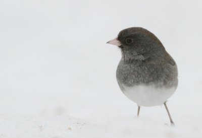 Dark eyed junco