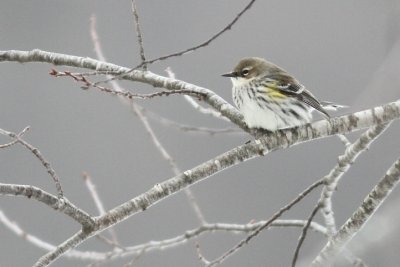 Yellow rumped warbler