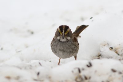 White throated sparrow
