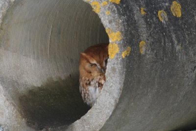 Eastern screech owl