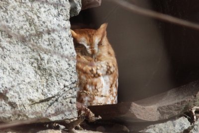 Eastern screech owl