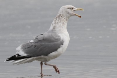 gulls