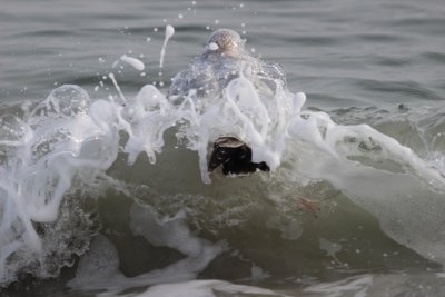 Young gull playing in surf