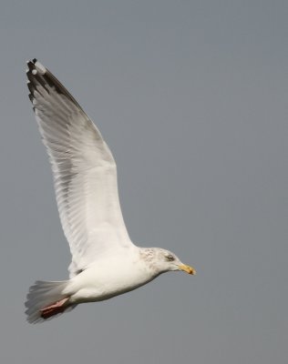 In flight