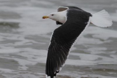 Great black backed gull