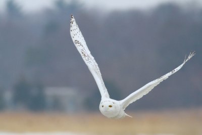 Snowy owl