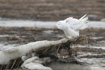 Snowy owl