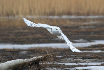 Snowy owl