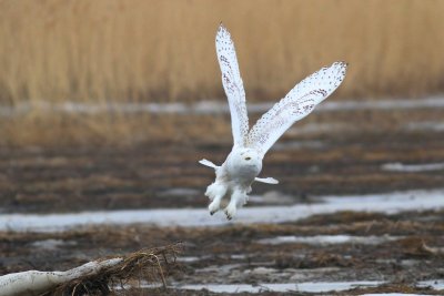 Snowy owl