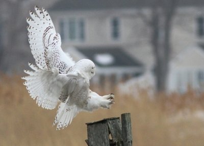 Snowy owl