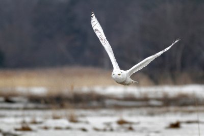 Snowy owl