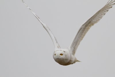 Snowy owl