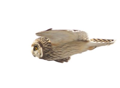 Short eared owl