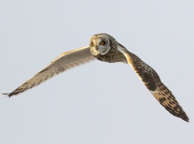 Short eared owl