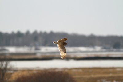 short_eared_owl