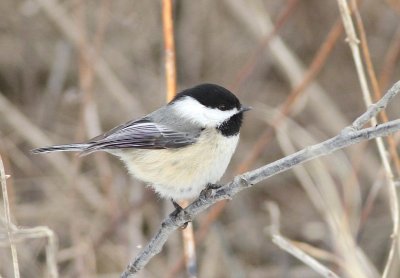 Chickadee