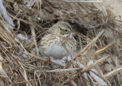Savanah sparrow ipswich variety