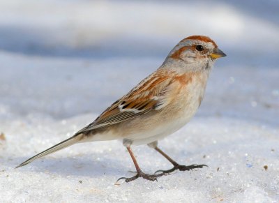 American tree sparrow