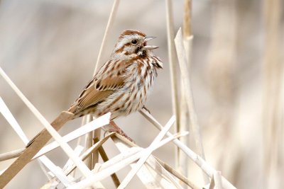 Song sparrow