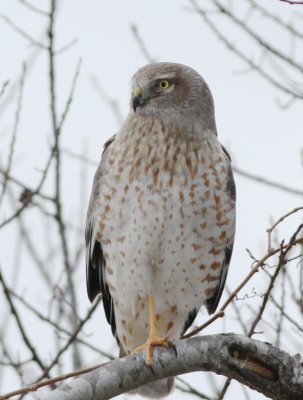 Northern harrier